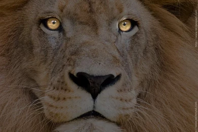 Images Of A Lion Wallpapers HD Fine