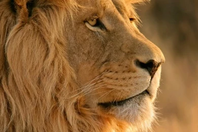 10 Best Lion Wallpapers Free Download   Find Quotes , Beautiful ...