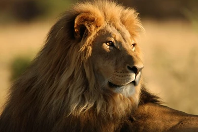 Desktop Best Lion Wallpapers