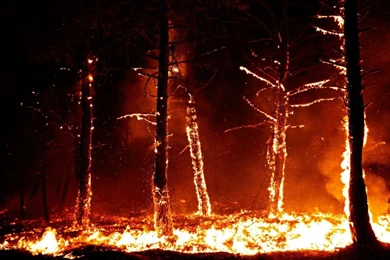 Forest Fire HD Wallpaper, Forest Fire Backgrounds