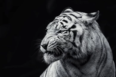 190 White Tiger HD Wallpapers
