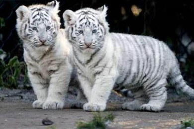 Baby White Tiger Wallpapers