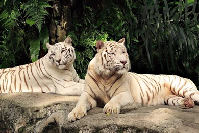 White Tiger Wallpapers