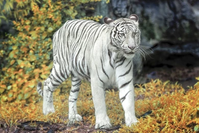 White_Tiger_wallpaper_034.jpg
