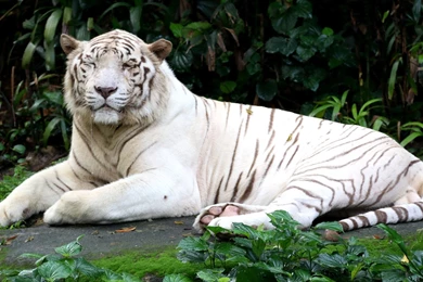 Beautiful White Tiger Wallpapers – Free Full Hd Wallpapers For ...