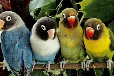 Animated Animal HD Wallpapers