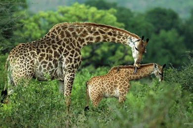 Wildlife Wallpapers Hd