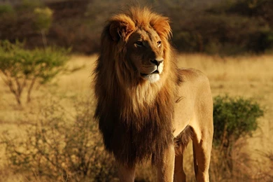 Animals Hd Wallpapers HD Wallpapers : Wallpapercan