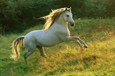 Gallery For   Wallpapers Full Hd Animals