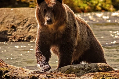 Download Big Brown Bear Coming Out Of The Water Wallpapers For ...