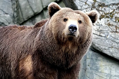 Brown Bear Wallpapers