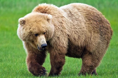 Huge Brown Bear Wallpapers