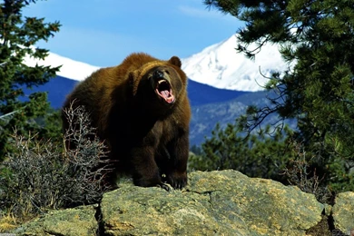 Angry Brown Bear Wallpapers
