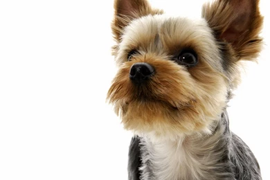 HD Yorkie Wallpapers