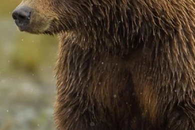 Most Download Free Iphone Wallpapers