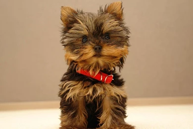 Yorkshire Terrier Wallpapers