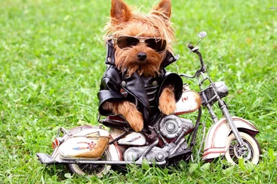 Yorkshire Terrier Wallpapers