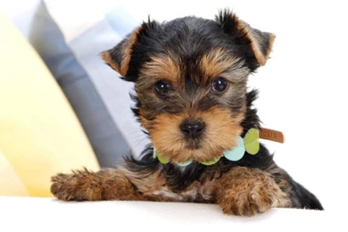 Gallery For   Cute Yorkshire Terrier Wallpapers