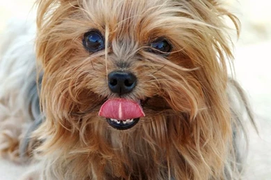 Breed Yorkshire Terrier   The Dog Wallpapers   Best The Dog Wallpapers