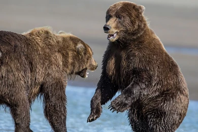 Brown Bear Wallpapers   Animal Wallpapers