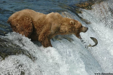 Brown Bear Wallpapers, Download Gigantic Brown Bears HD Wallpapers