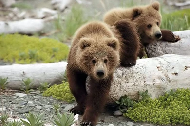 Brown Bear Pictures   Wild Brown Bears Pictures