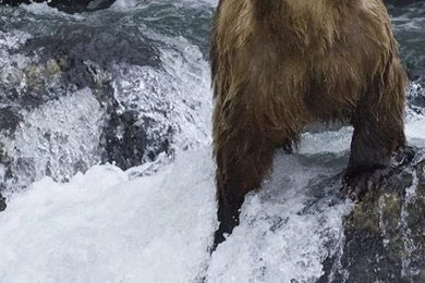 Brown Bear Fishing iPhone 5 Wallpapers