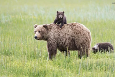 Brown Bear With A Cub Wallpapers   Animal Wallpapers
