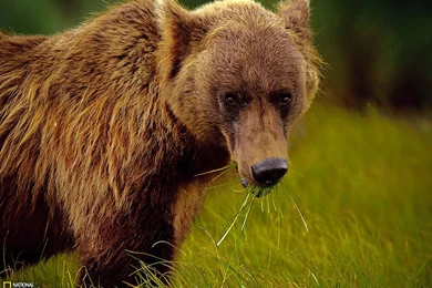 Alaskan Brown Bear Photo – Animals Wallpapers – National Geographic ...