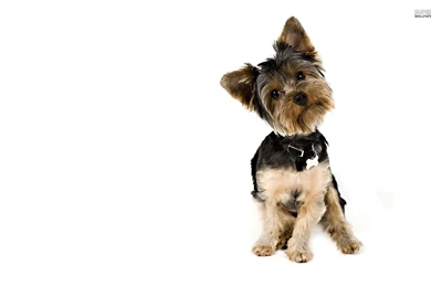 Gallery For   Yorkshire Terrier Wallpapers