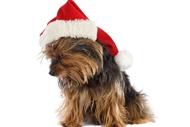 Gallery For   Free Yorkie Christmas Wallpapers
