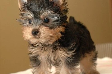 Adorable Yorkie Puppies Adoption
