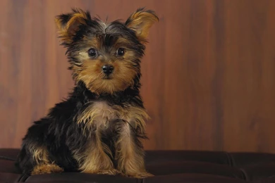 Cool Yorkshire Terrier Puppies Images