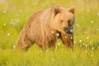 Brown Bears HD Wallpapers Download For Desktop And Mobile