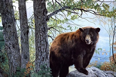 Bear Desktop Wallpapers   , New Wallpapers, New Wallpapers