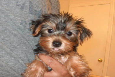 Gallery For   Yorkshire Terrier Wallpapers Desktop