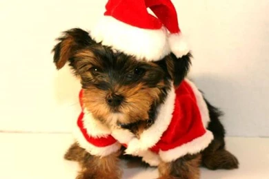 Teacup Yorkie For Christmas