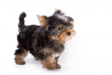 Pictures Of Yorkie Puppies   Wallpapers HD Base