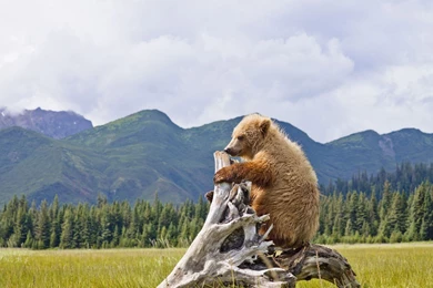 Purple Hearts Wallpapers For Android AEI   WallPey