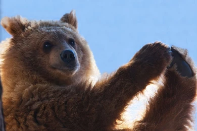 Brown Bear Wallpapers   Animal Wallpapers