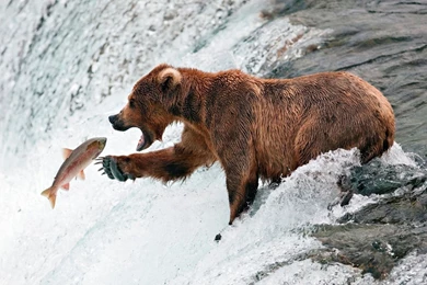 Brown Bear Fishing Wallpapers   Animal Wallpapers