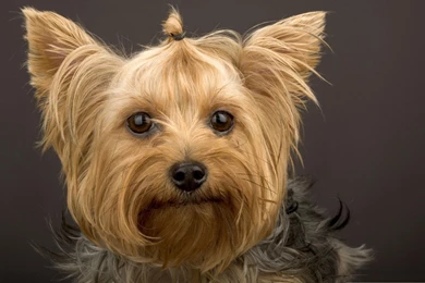Gallery For   Hd Wallpapers Yorkies