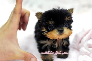 Colorado Pomeranian Maltese Yorkie Puppies