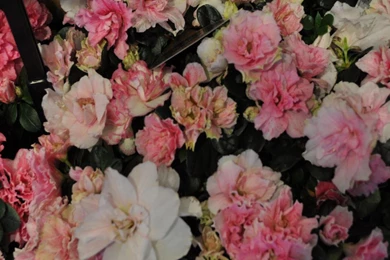 Mothers Day Flowers Wallpapers HD 1366x768