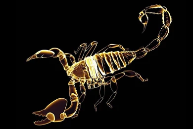 Scorpion 3d Widescreen Desktop Allpapers