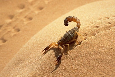 Scorpion HD Wallpapers