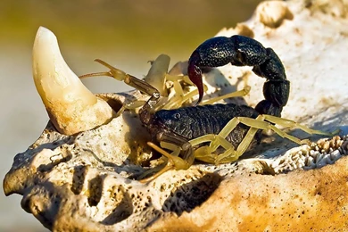 Scorpion Pictures   Dangerous Scorpion Pictures