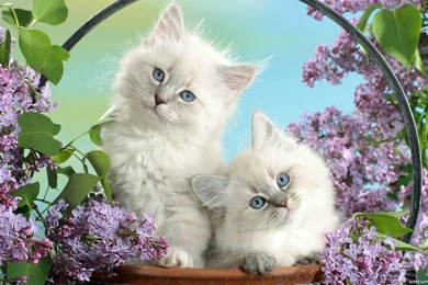 Cats HD Wallpapers   HD Wallpapers Inx