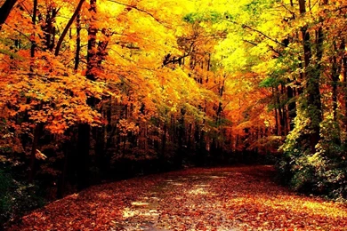 Gallery For   Autumn Download Wallpapers