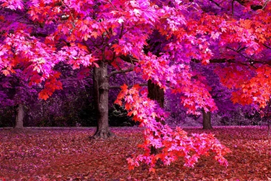 Autumn Fantasy 2007 Wallpapers By Jojomercury On DeviantArt